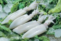 [SQUID/WHOLE/4-6-UC10] Whole Cleaned Loligo Squid (16/20) 4-6 Inch 1kg